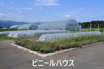ジャケット
